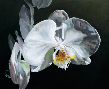 Orchid at Midnight by Lexi Sundell