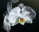 Orchid at Midnight by Lexi Sundell